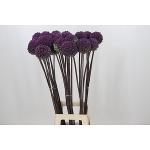 Allium  'Summer Drummer'