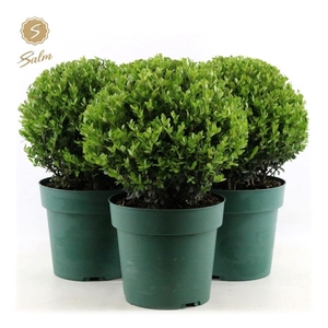 Ilex crenata 'Jenny'® Ball Ø25cm P21