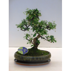 Carmona macrophylla, 29cm., shape, with drip tray