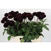 Dahlia Dark Prince