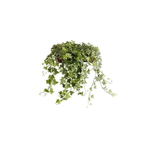 Hedera helix gemengd