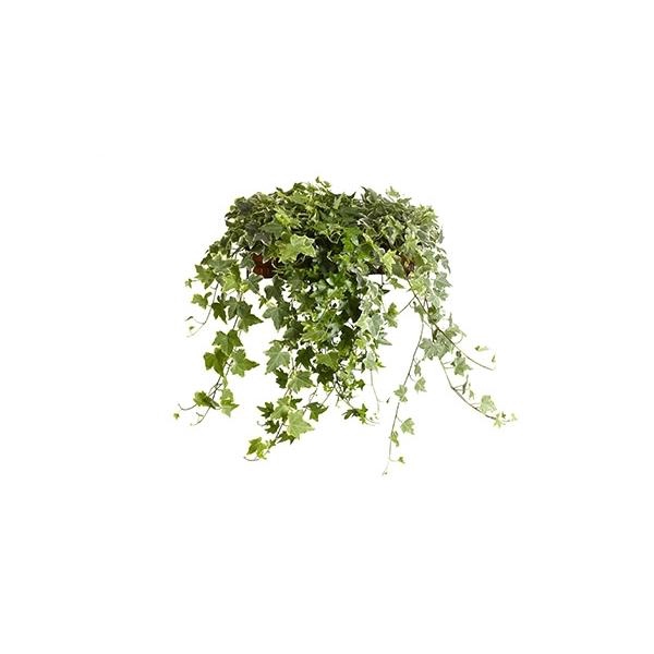 <h4>Hedera helix gemengd</h4>