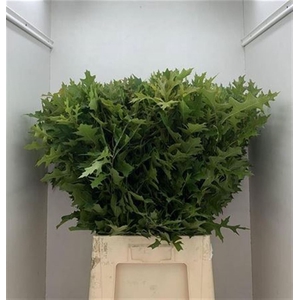 Quercus Palustris