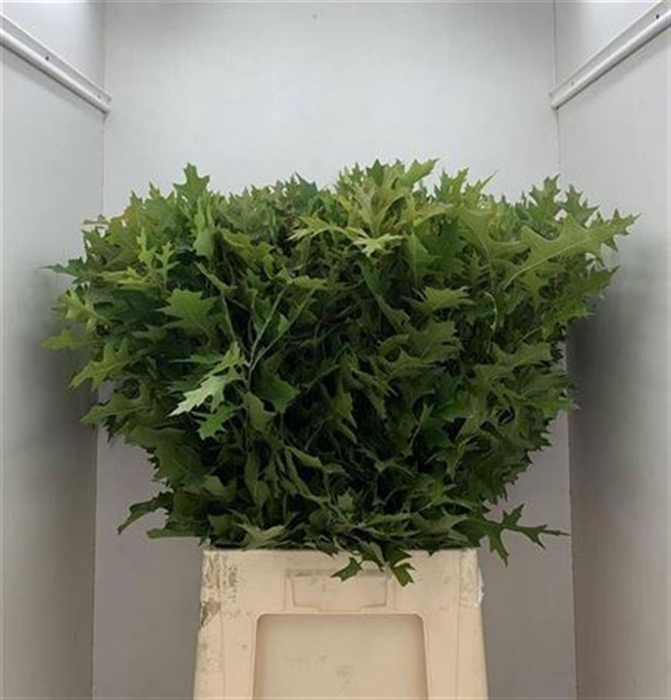 <h4>Quercus Palustris</h4>
