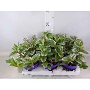 Tradescantia   ...