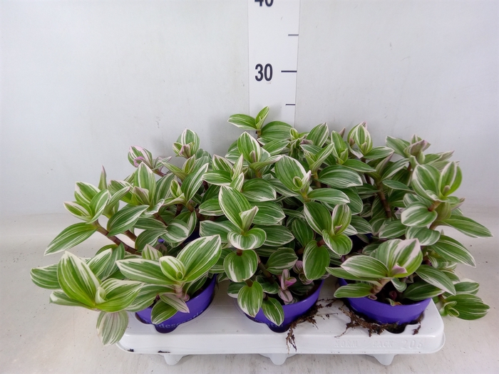 <h4>Tradescantia   ...</h4>