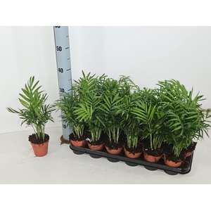 Chamaedorea elegans