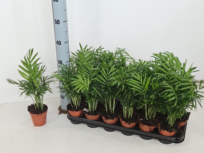 <h4>Chamaedorea elegans</h4>