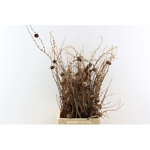 Larix Cone Bunch 50cm