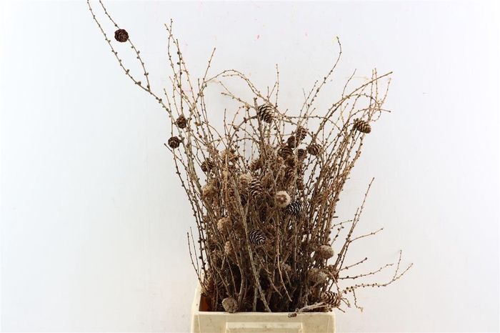 <h4>Larix Cone Bunch 50cm</h4>