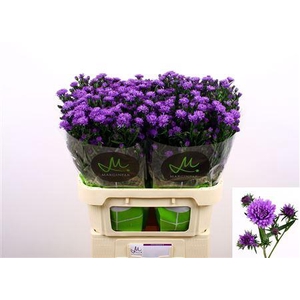 AST ASTEE DARK MILKA