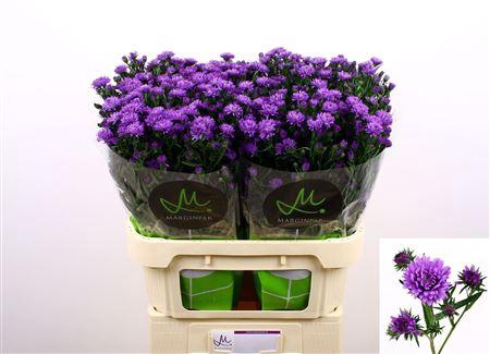 <h4>AST ASTEE DARK MILKA</h4>