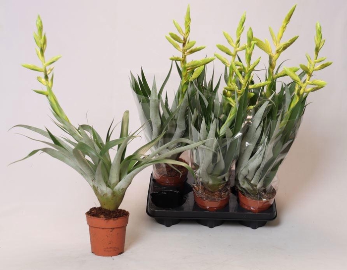 <h4>TILL OERSTEDIANA</h4>