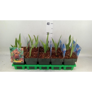 Iris germanica 'Caligula'