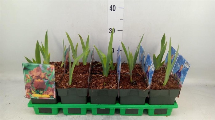 <h4>Iris germanica 'Caligula'</h4>