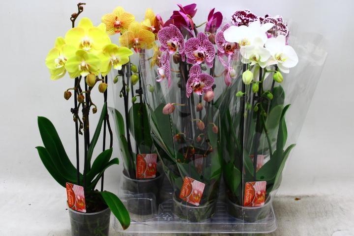 <h4>PHAL EL CASCADE</h4>