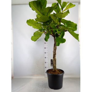 Ficus lyrata
