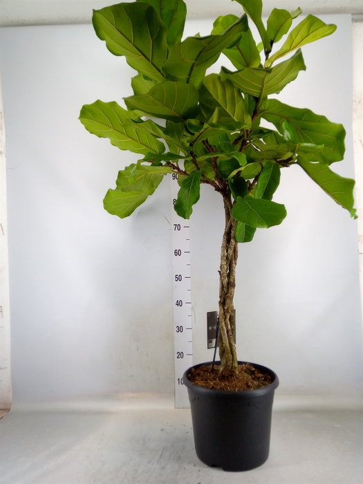 <h4>Ficus lyrata</h4>
