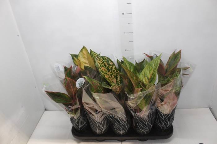 <h4>AGLAONEMA VARIADA P12 PREMIUM</h4>