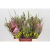 BQ Protea Cynaroides SFB