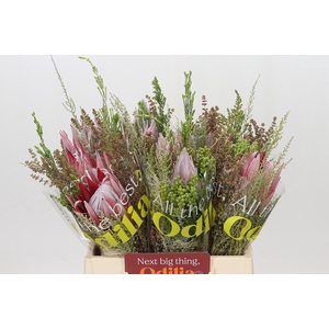 BQ Protea Cynaroides SFB