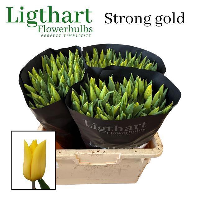 <h4>TU EN STRONG GOLD</h4>