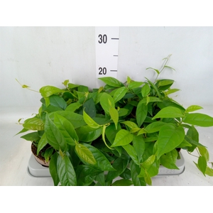 Ficus sagittata