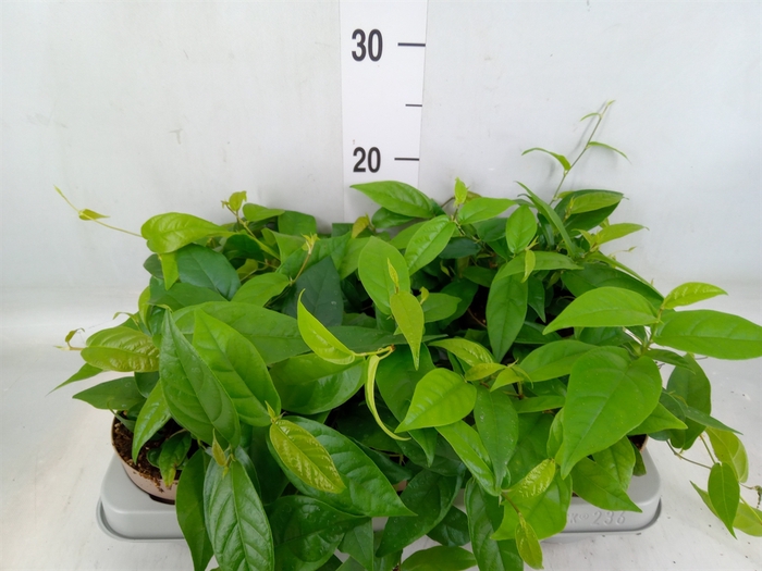 <h4>Ficus sagittata</h4>