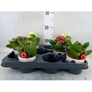 Arr.    Planten  L%