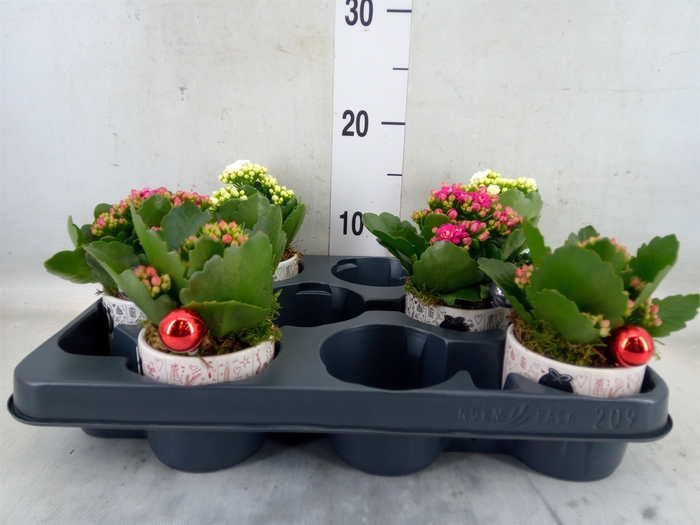 <h4>Arr.    Planten  L%</h4>