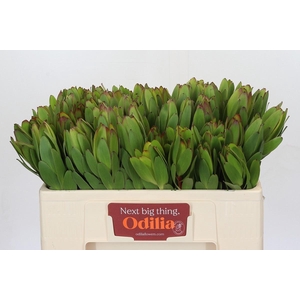 LEUCAD SAF GOLDSTRIK