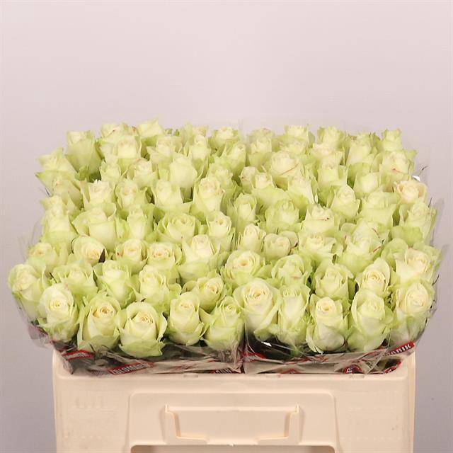 <h4>Rosa large athena</h4>