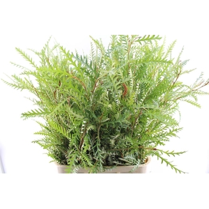 Grevilea Ivanhoe Groen