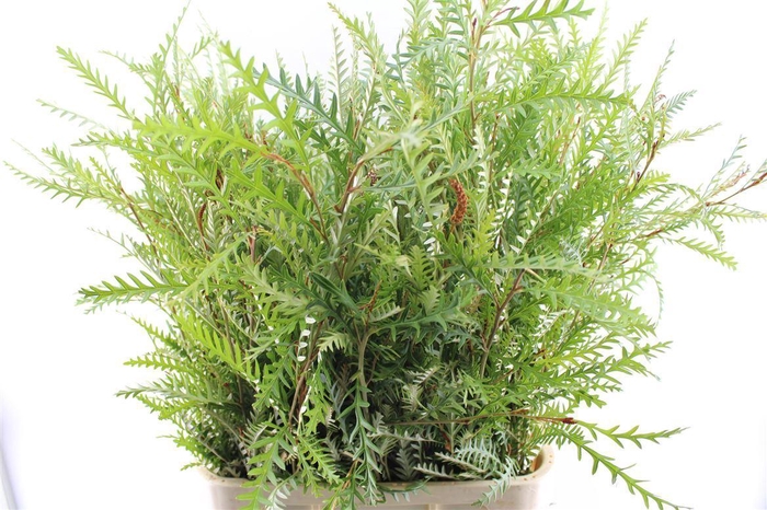 <h4>Grevilea Ivanhoe Groen</h4>