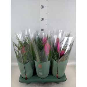 Tillandsia cyanea 'Vincent'