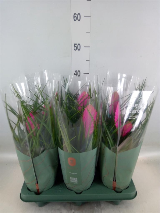 <h4>Tillandsia cyanea 'Vincent'</h4>