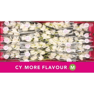 Mini cymbidium 'Sue' 40 cm