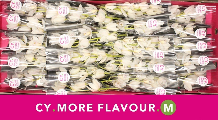 <h4>Mini cymbidium 'Sue' 40 cm</h4>