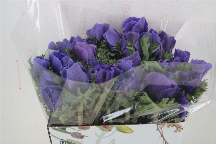 <h4>Anem Mistral Blue</h4>