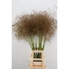 STIPA GIGANTEA