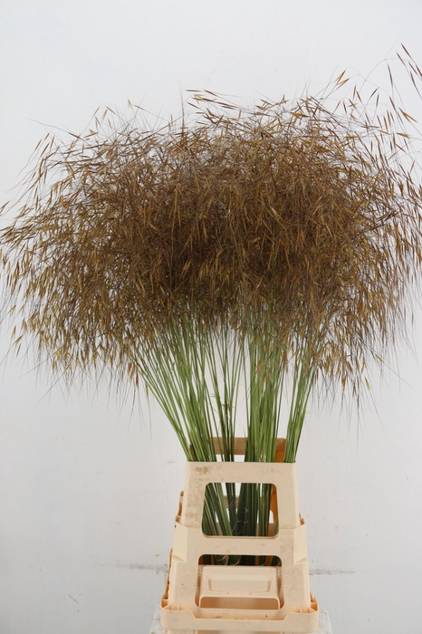 STIPA GIGANTEA