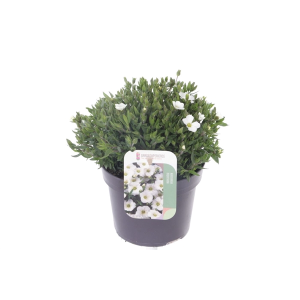 <h4>Arenaria montana</h4>