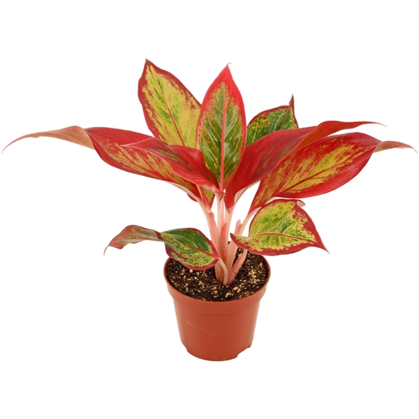 <h4>Aglaonema Red Fire 9 cm</h4>