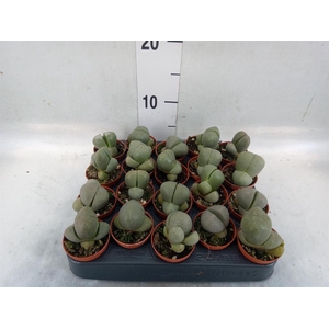 Lithops sp.