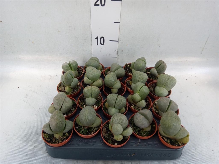 <h4>Lithops sp.</h4>