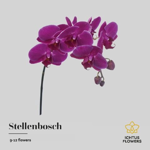 <h4>Phalaenopsis Stellenbosch 9</h4>