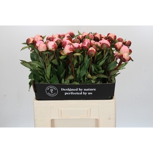 Paeonia Gardenia