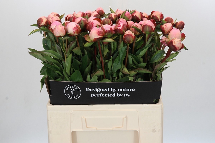 <h4>Paeonia Gardenia</h4>