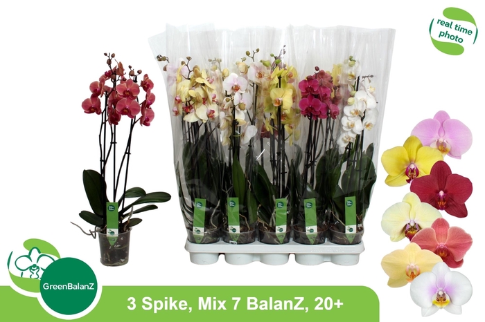 <h4>PHAL GEM 7 KL</h4>