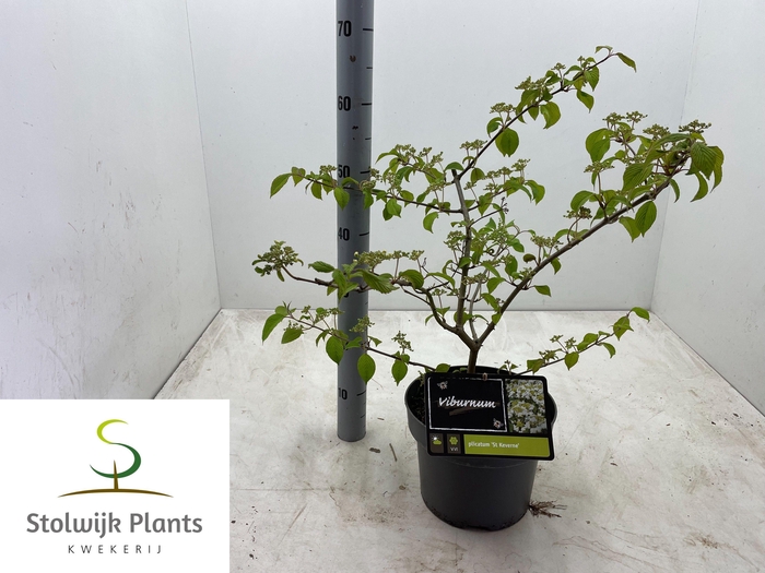 <h4>VIBU PL ST KEVERNE</h4>